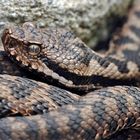 Alpenviper (Vipera aspis atra)