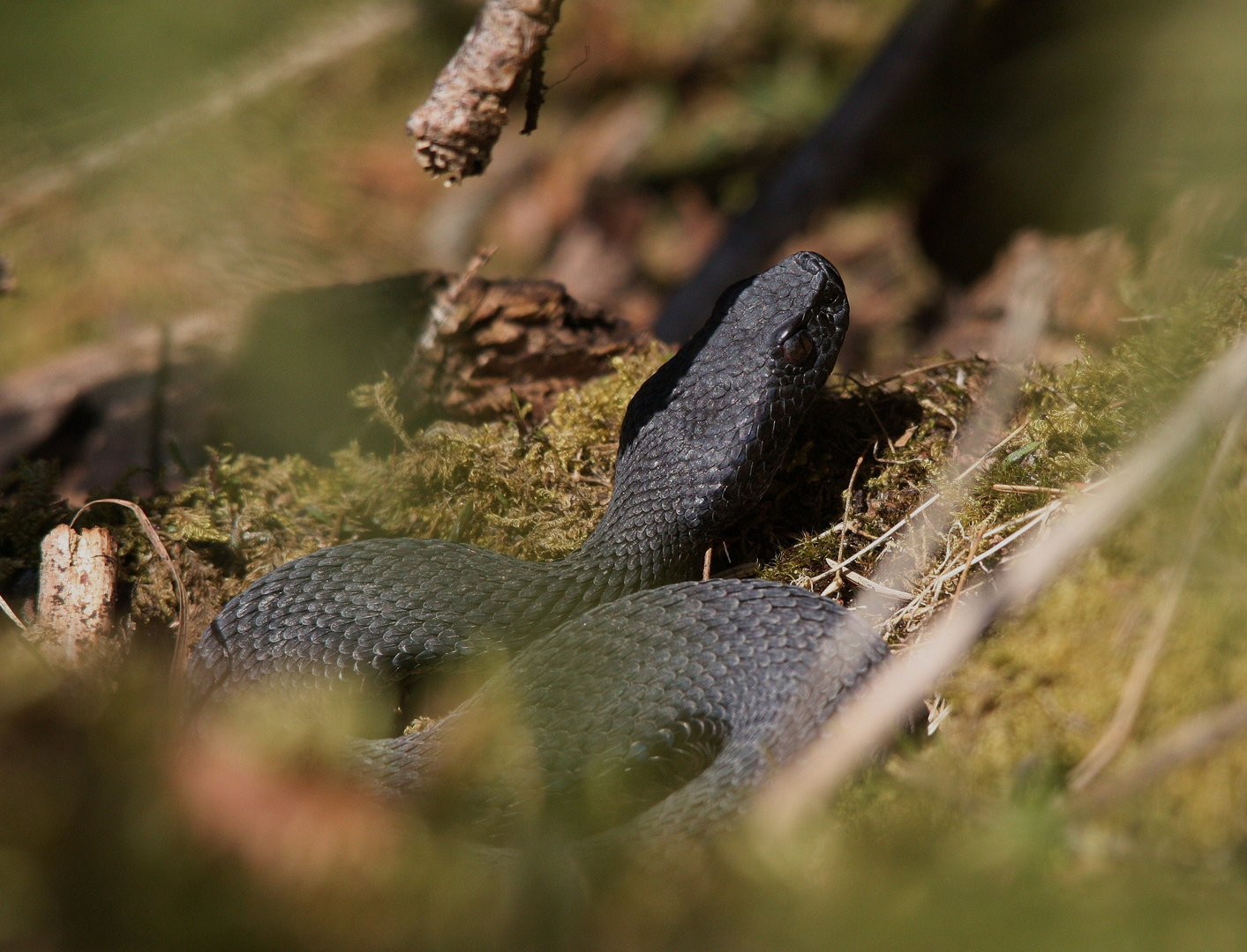 Alpenviper ( Vipera aspis atra)