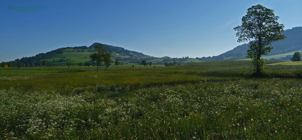 "Alpenvorland mit Blick Richtung Rettenberg"