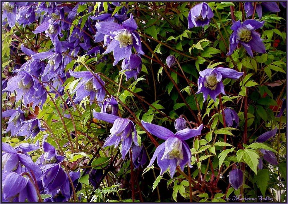 Alpenwaldrebe - Clematis alpina