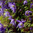 Alpenwaldrebe - Clematis alpina