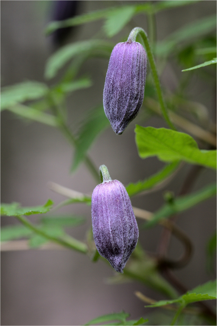 Alpenwaldrebe, Clematis alpina.