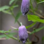 Alpenwaldrebe, Clematis alpina.