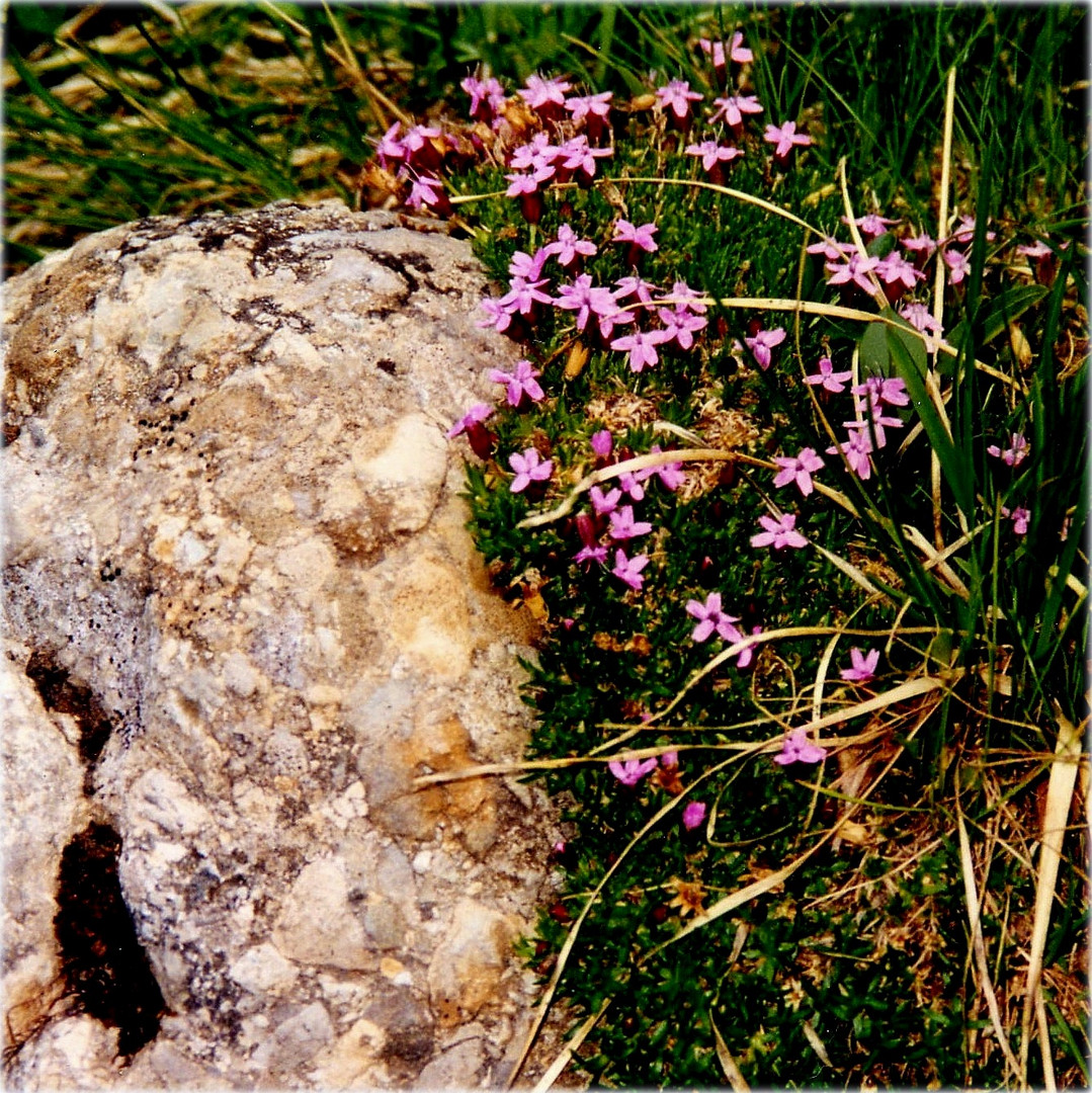 Alpenweidenröschen