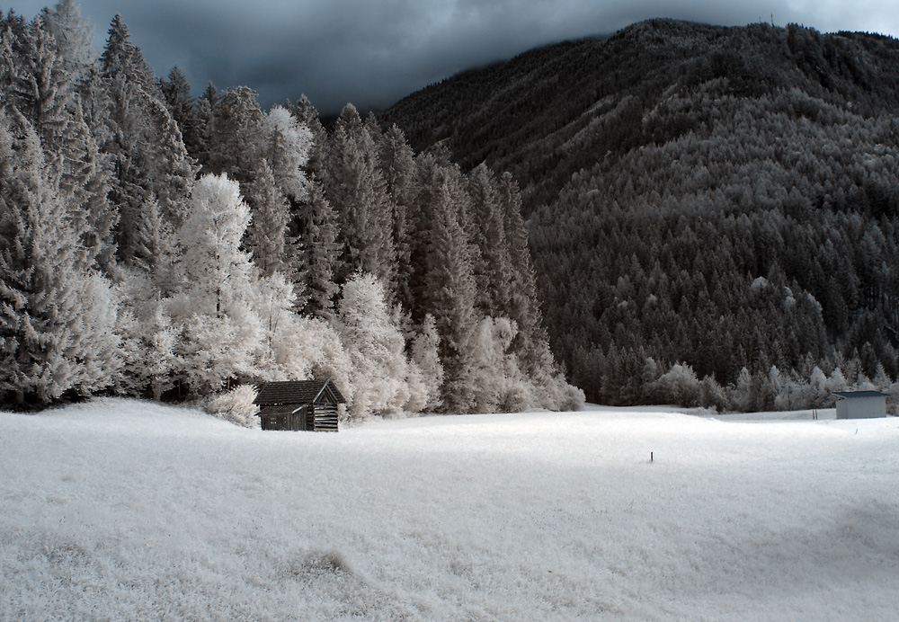 Alpenwiese.