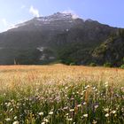 Alpenwiese im Abendlicht Maderanertal