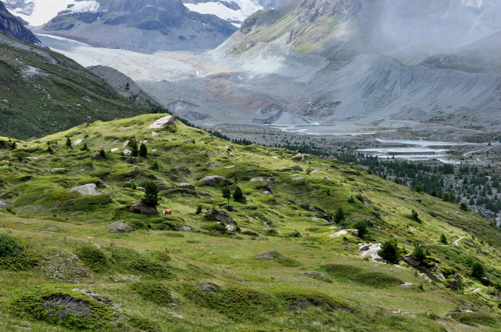 Alpenwiese in Zermatt