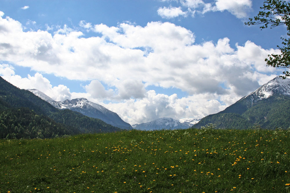 ALPENWIESE KARWENDELGEBIET