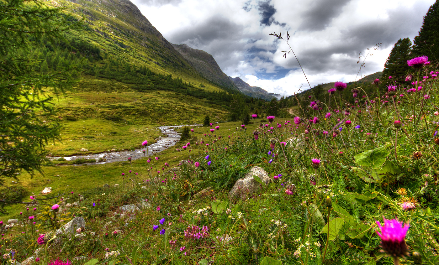 Alpenwiese Österreich