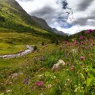 Alpenwiese Österreich