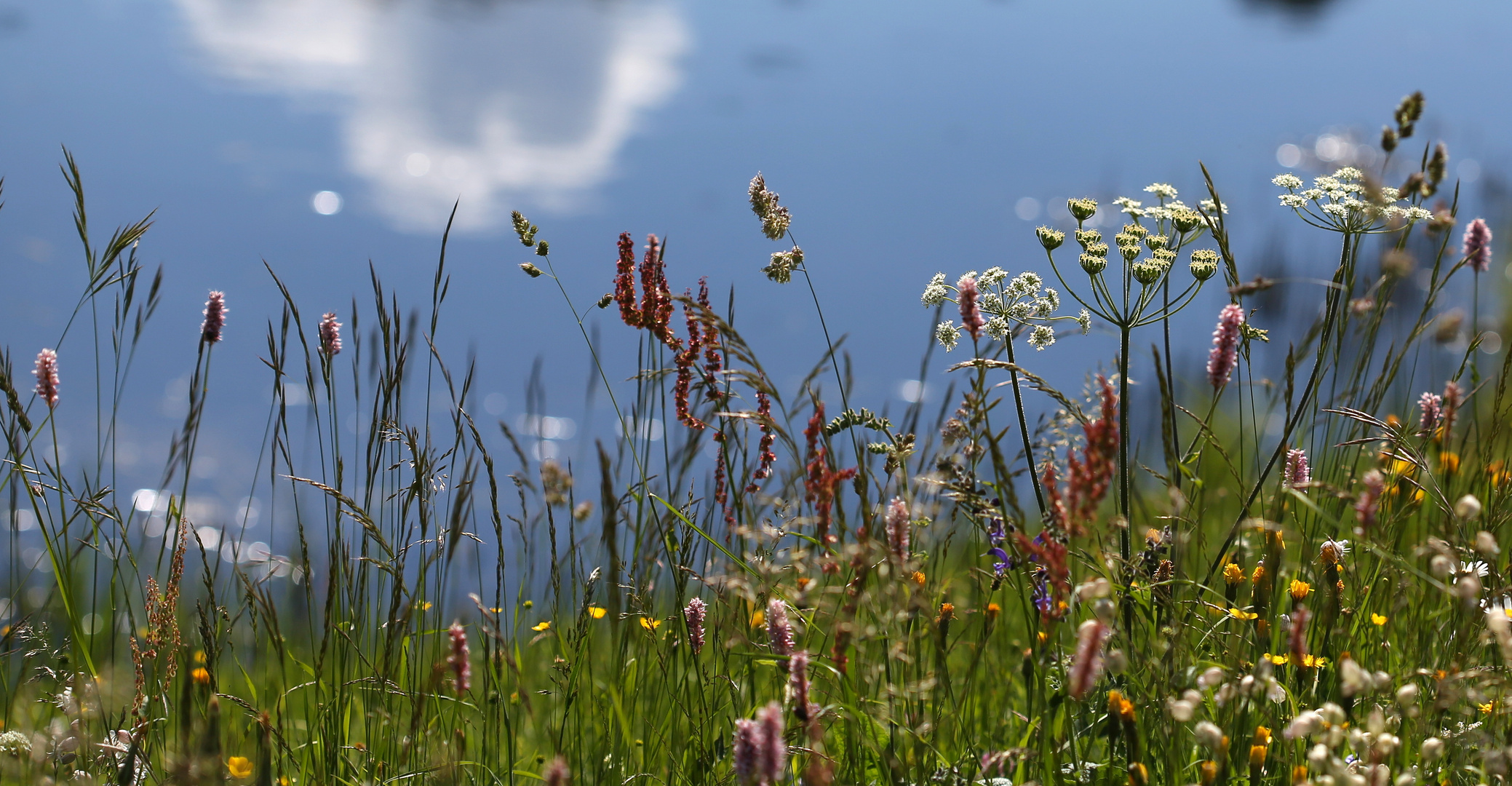 Alpenwiese vor Teich