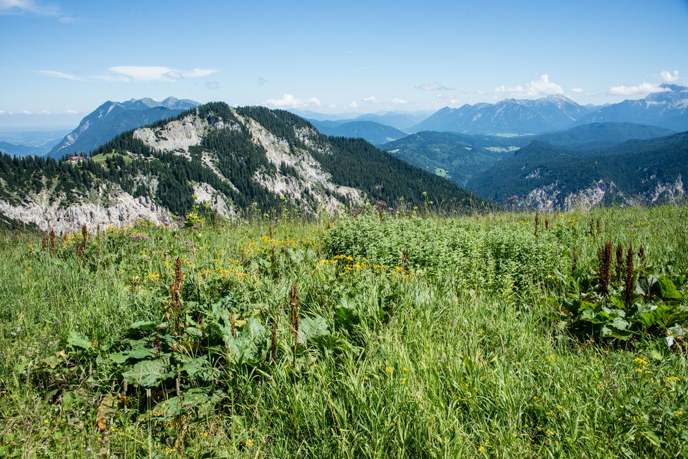 Alpenwiesen