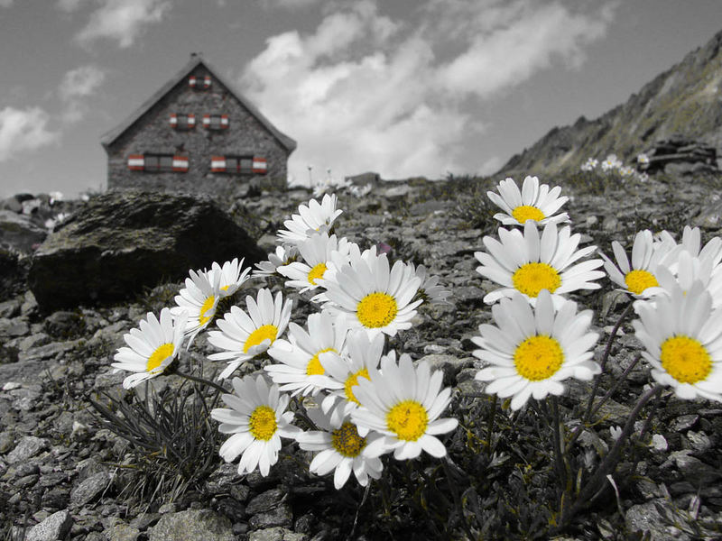 Alpenwucherblume in 2883 m Höhe