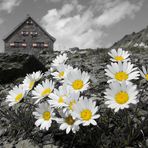 Alpenwucherblume in 2883 m Höhe