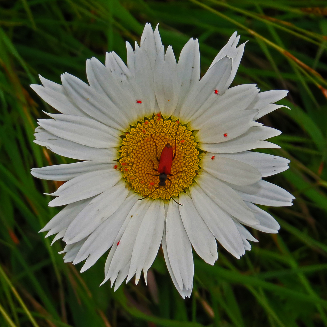 Alpenwucherblume mit Käfer und Läusen.