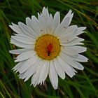 Alpenwucherblume mit Käfer und Läusen.