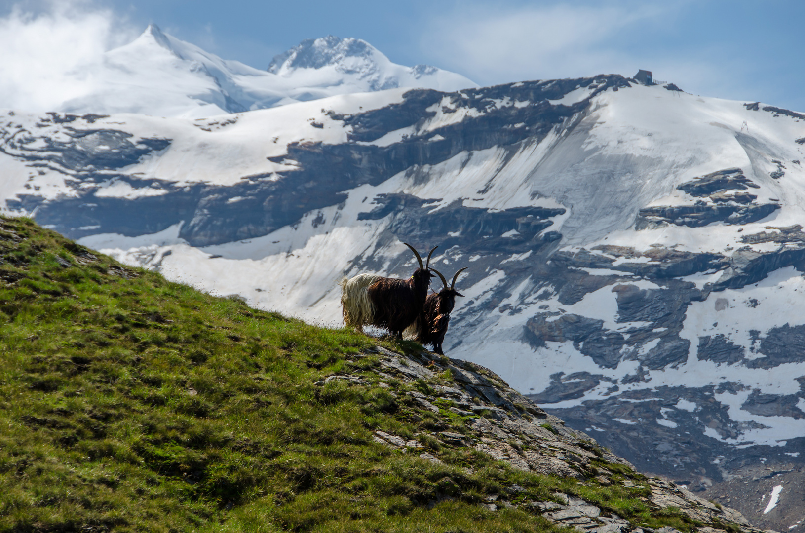 Alpenziegen-Paar