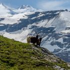 Alpenziegen-Paar