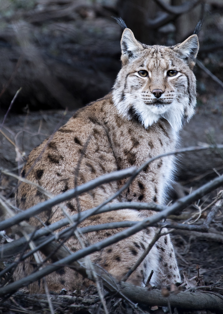 Alpenzoo Innsbruck