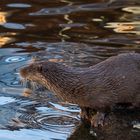 Alpenzoo Innsbruck