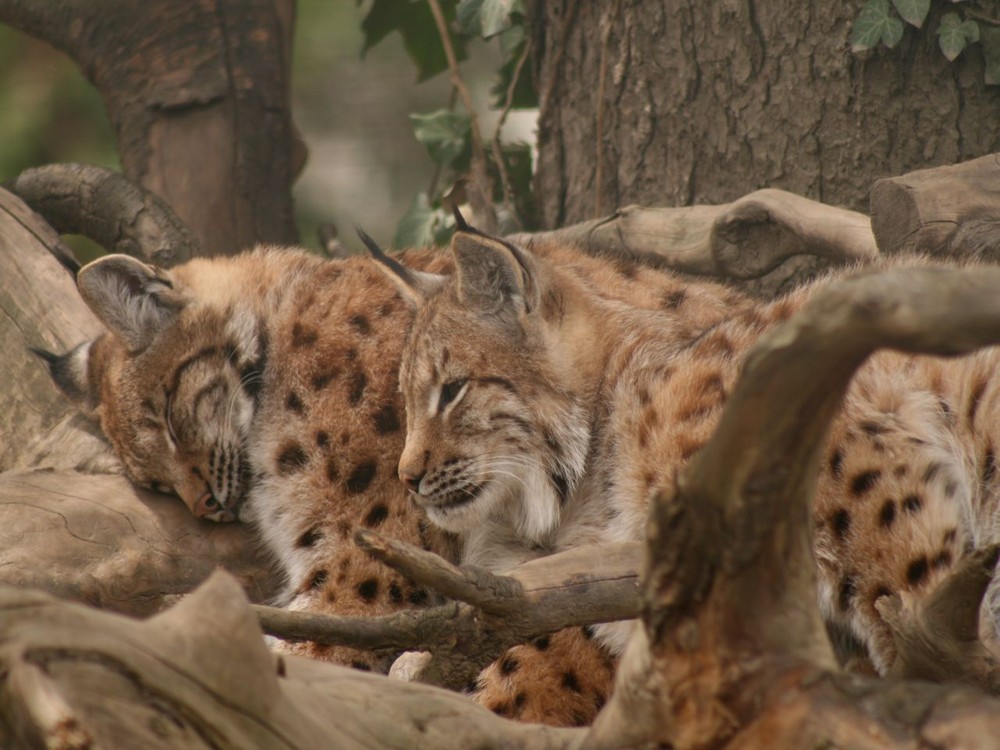 Alpenzoo Innsbruck