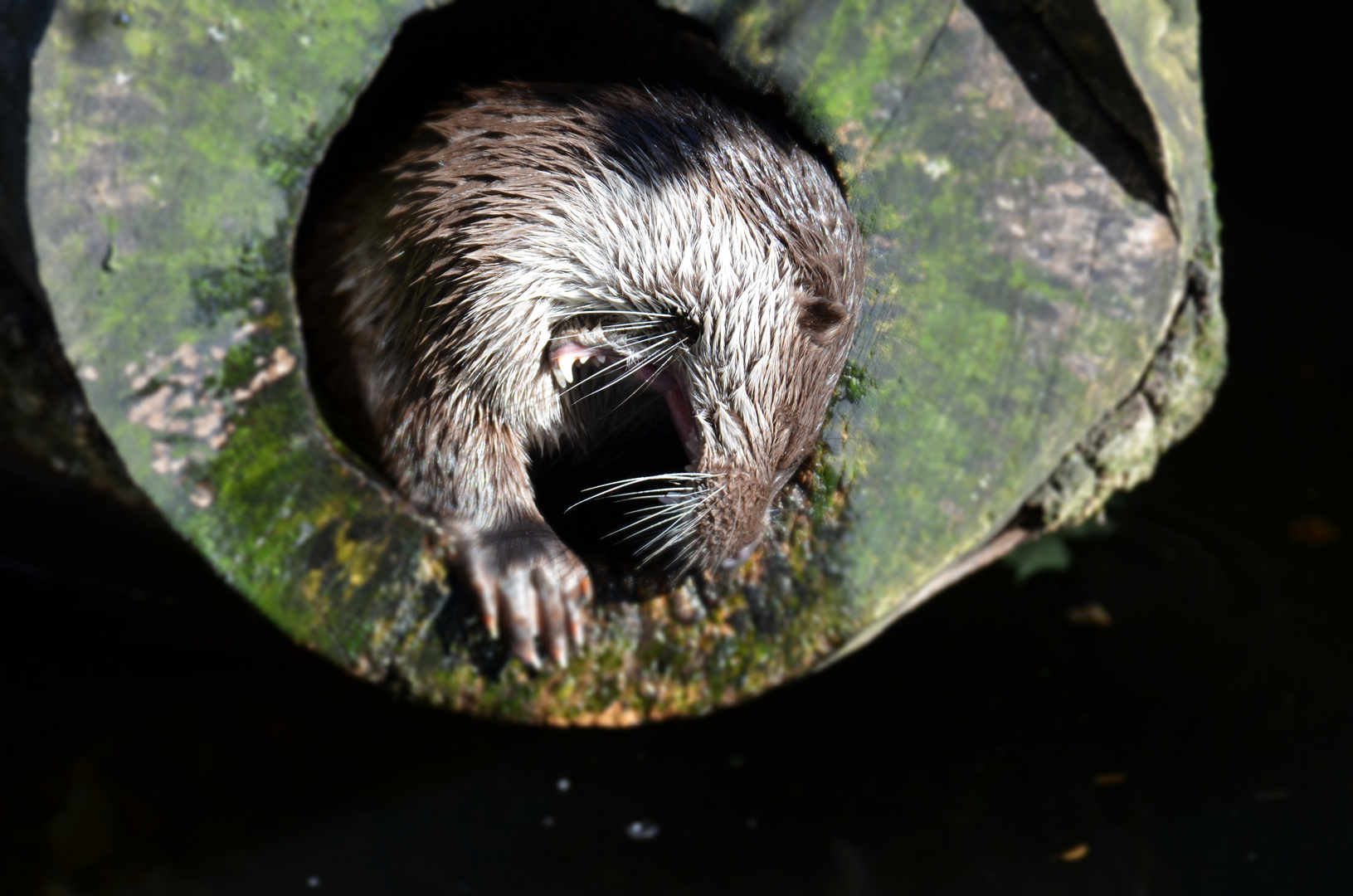 Alpenzoo Innsbruck