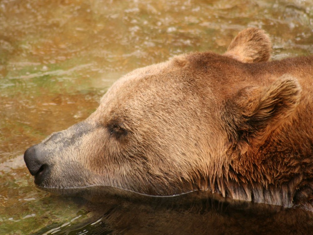 Alpenzoo Innsbruck