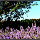 Alpes de Haute provence