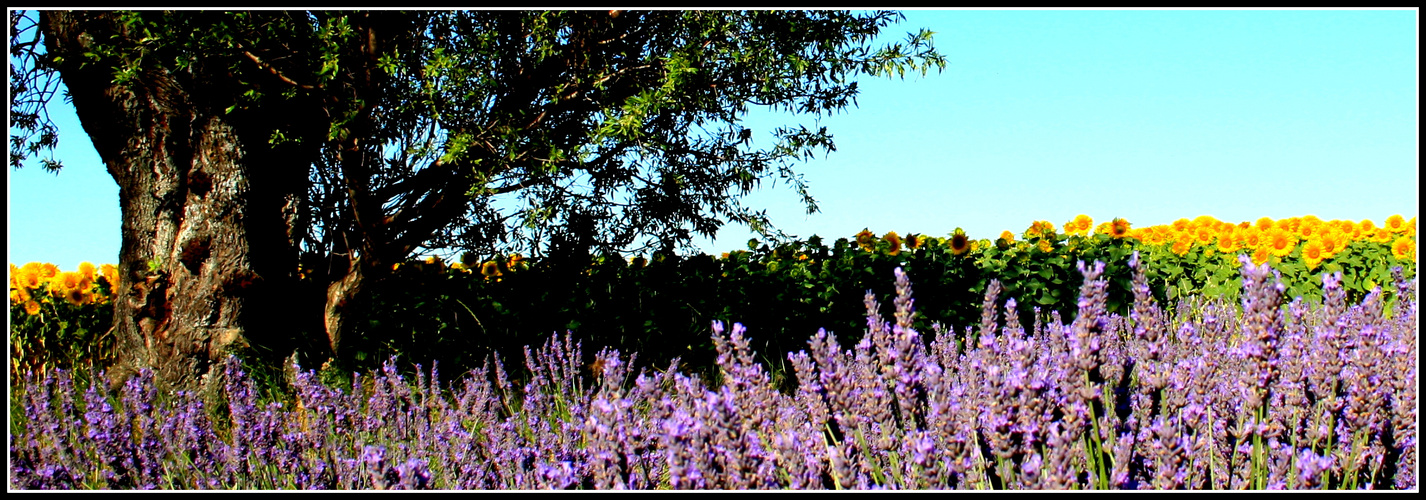 Alpes de Haute provence