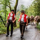 Alpfahrt im Appenzellerland