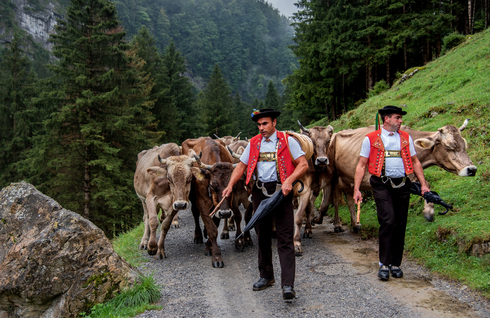 Alpfahrt im Appenzellerland