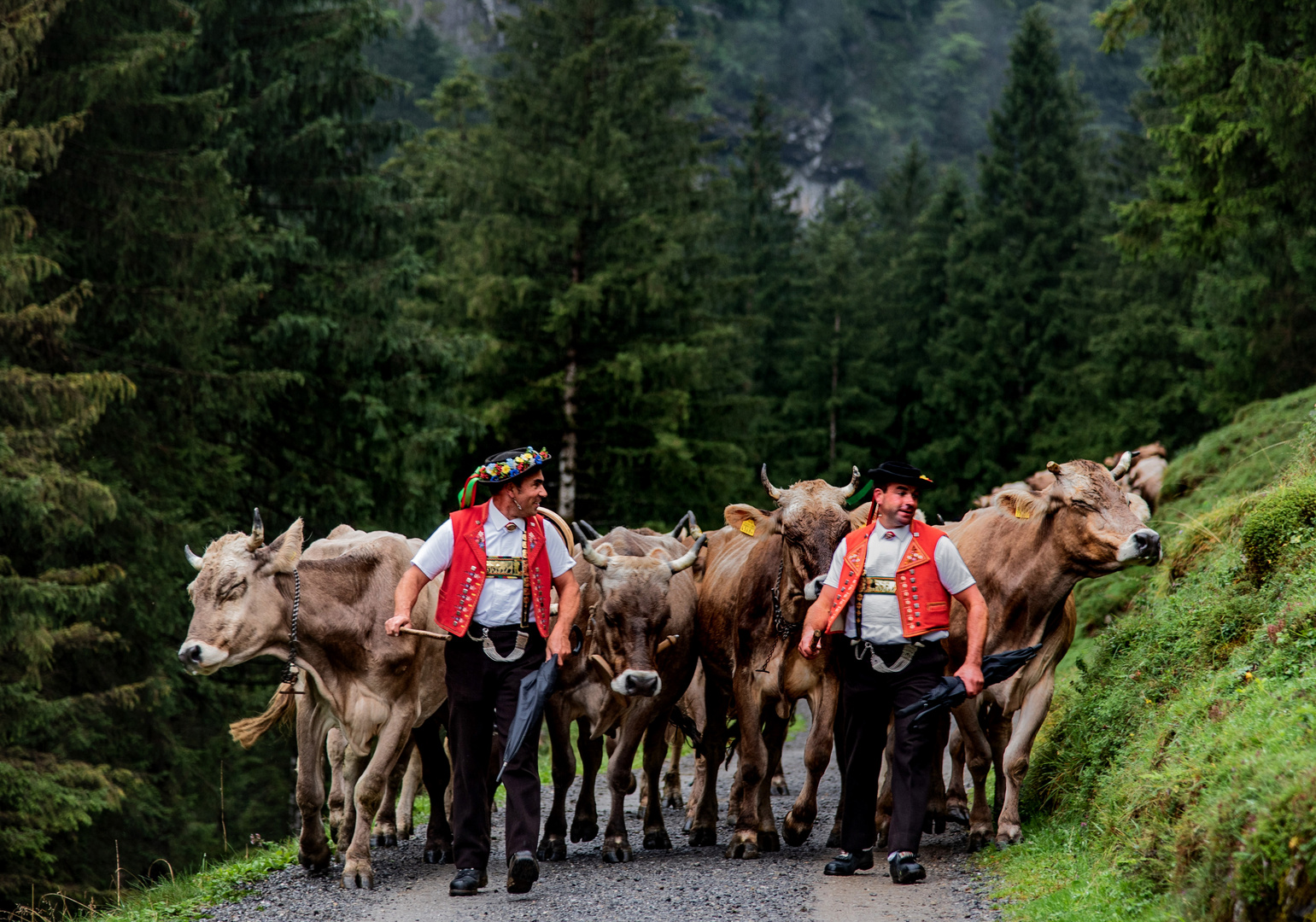 Alpfahrt von der Seealp