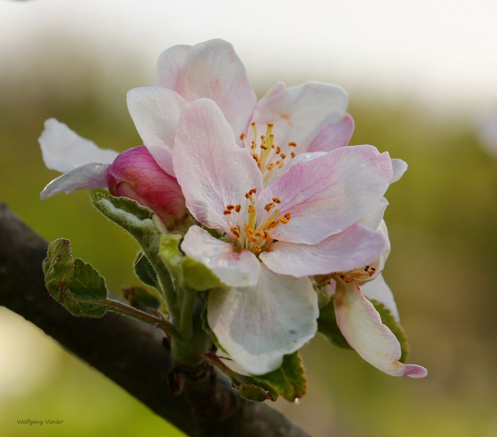 Alpfelblüte