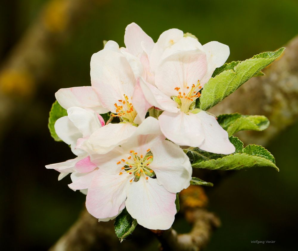 Alpfelblüten