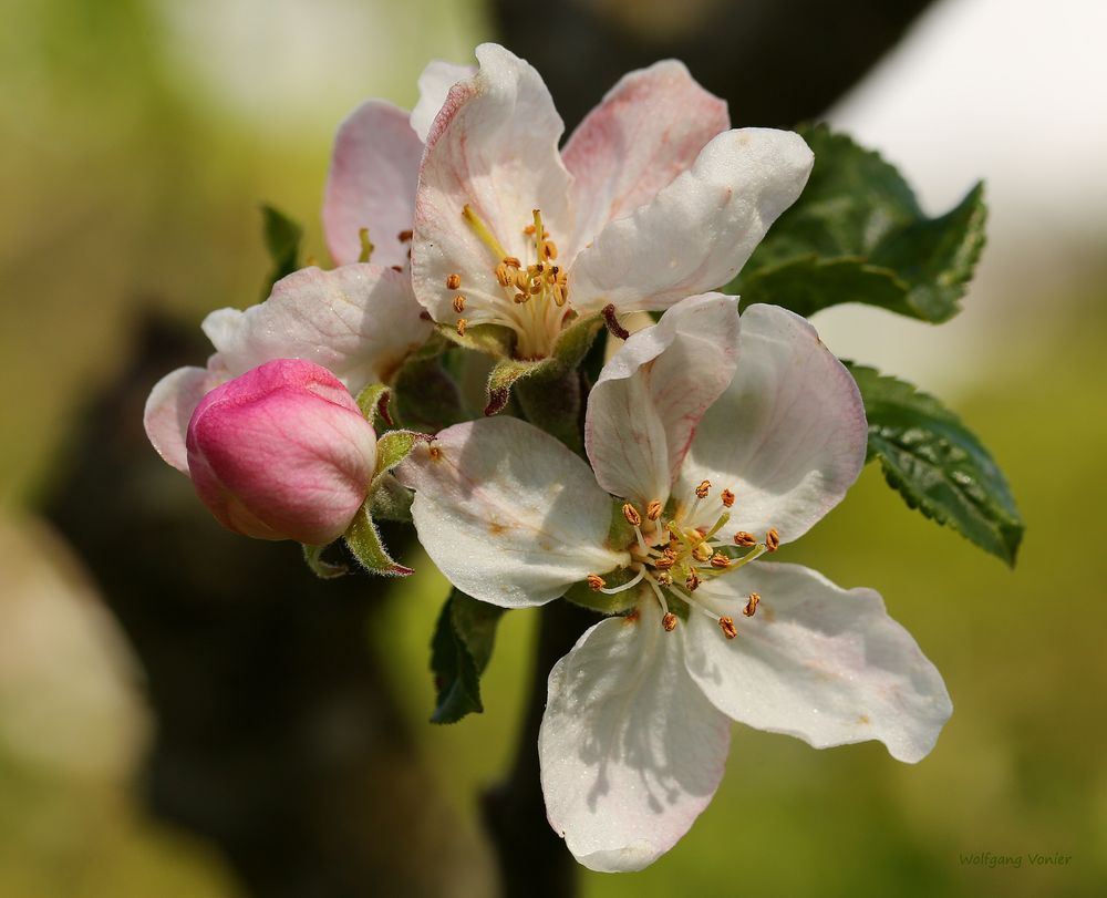 Alpfelblüten