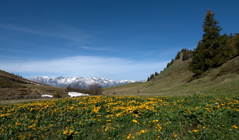 Alpfrühling