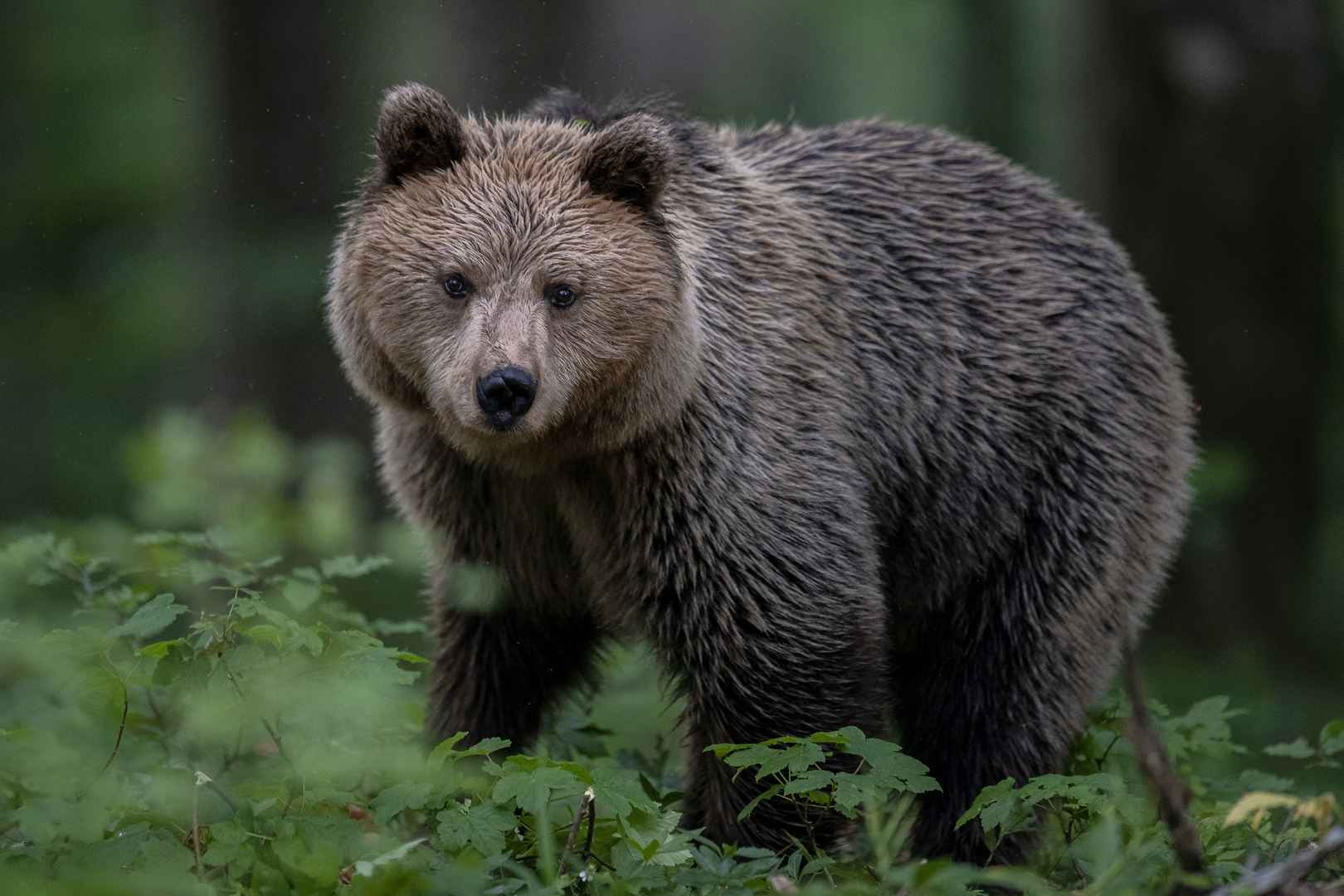 Alpha Baer von Slovenischen Waeldern 