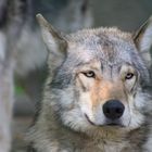 Alpha-Wolf