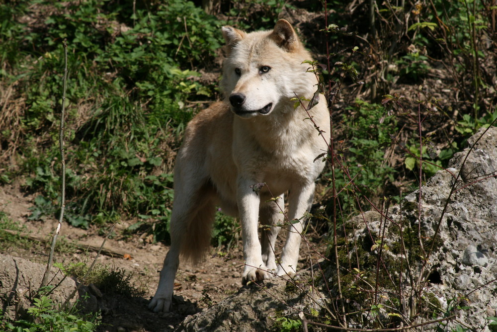 Alphawolf