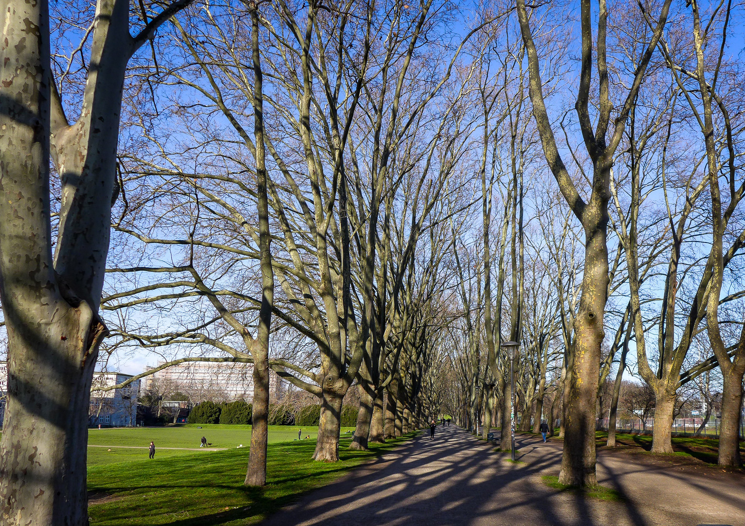 Alphons-Silbermann-Weg Köln 