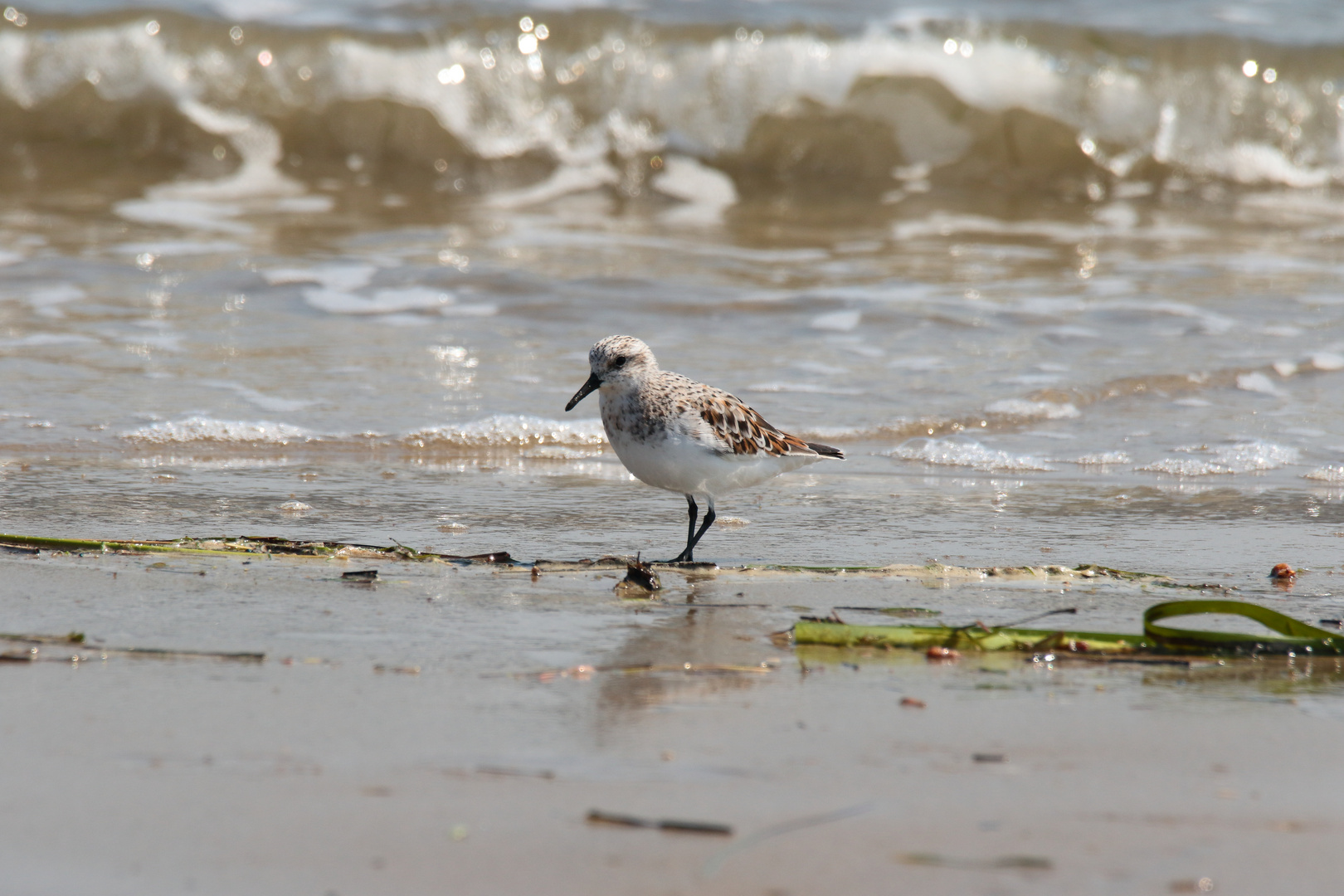 Alpi am Strand von Arcachon