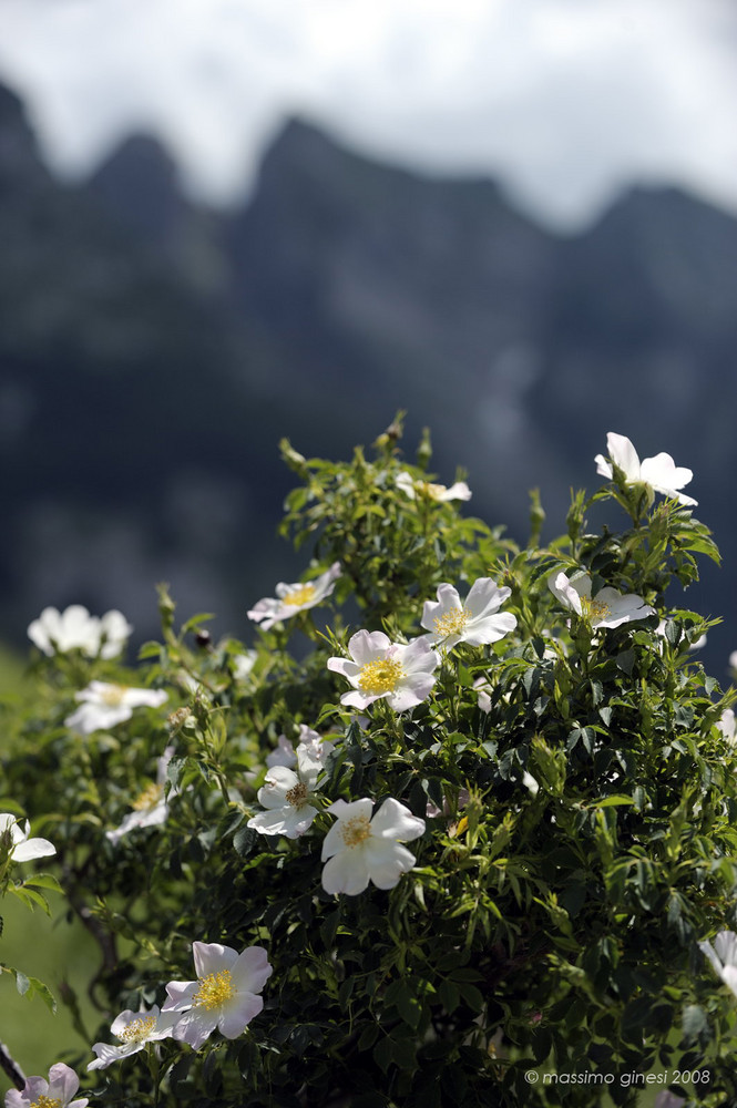 alpi apuane - rosa canina