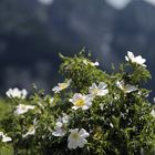 alpi apuane - rosa canina