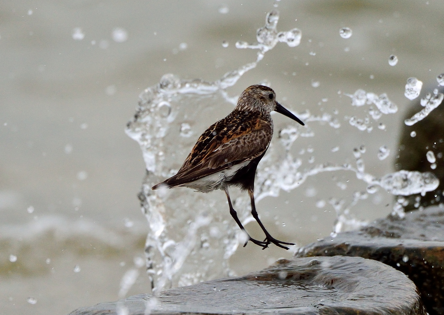 "Alpiger Strandläufer".  ---Wasserscheu ???--