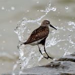 "Alpiger Strandläufer".  ---Wasserscheu ???--