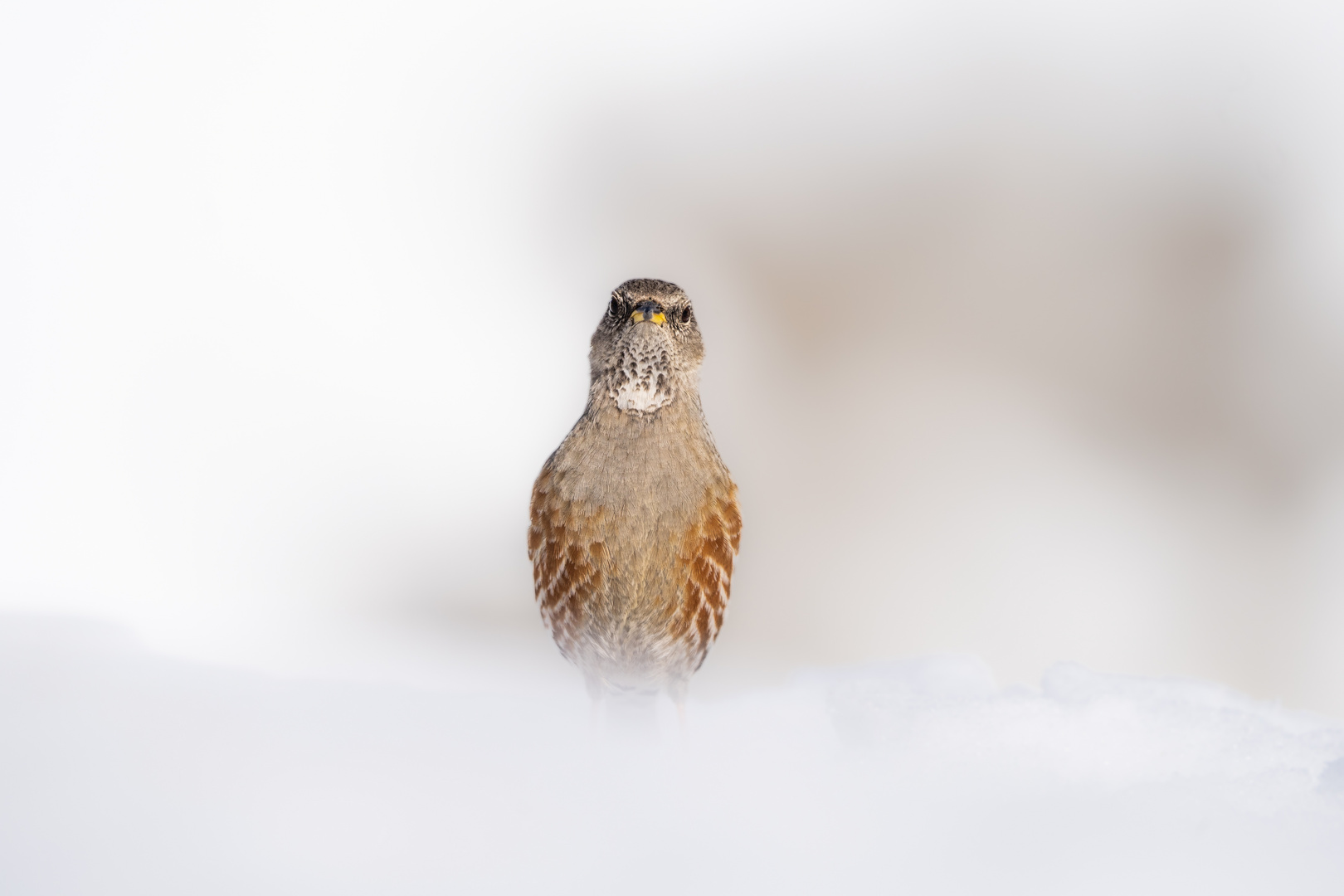 Alpine Accentor