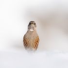 Alpine Accentor