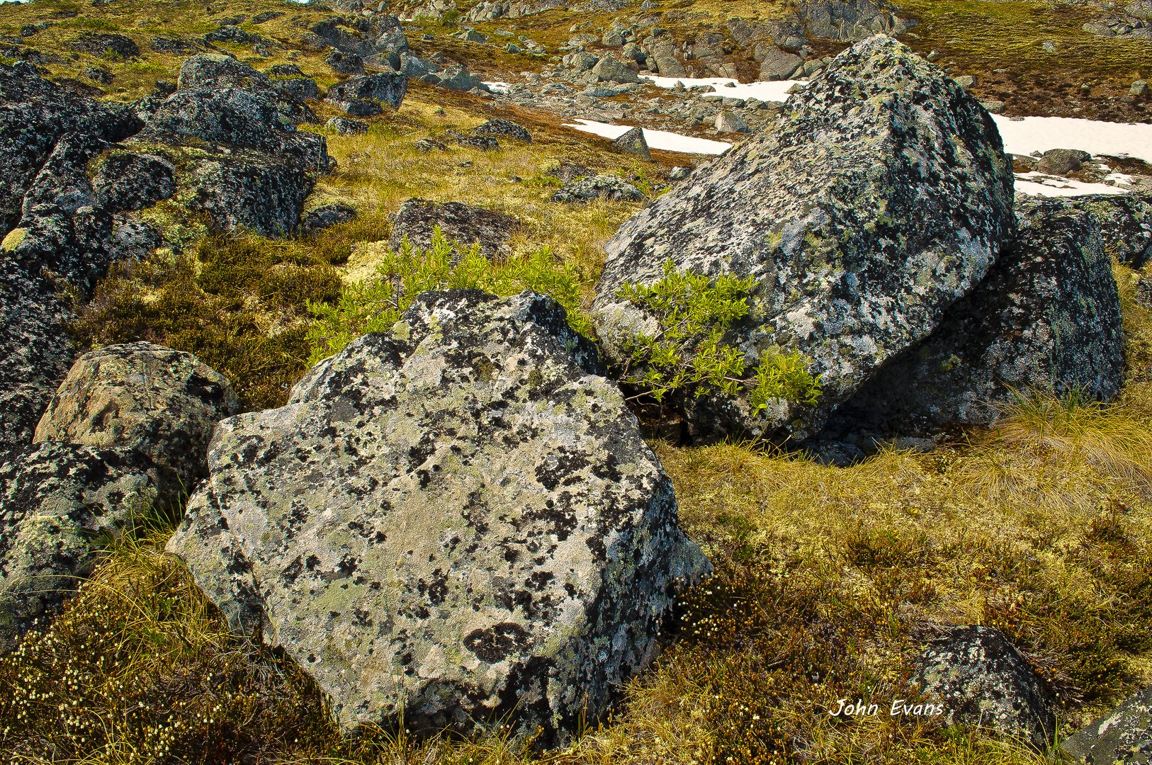 Alpine Bed