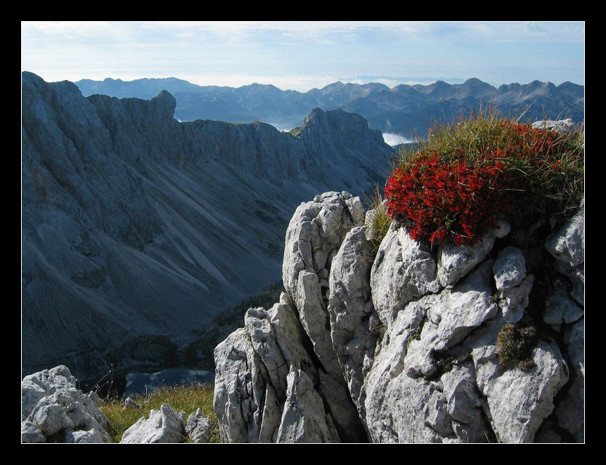 alpine bouquet