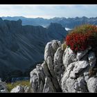 alpine bouquet